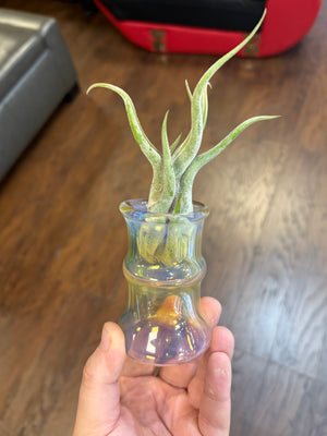 Trinity Glass Jar Auction!