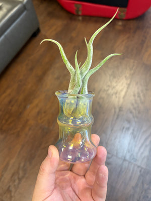 Trinity Glass Jar Auction!
