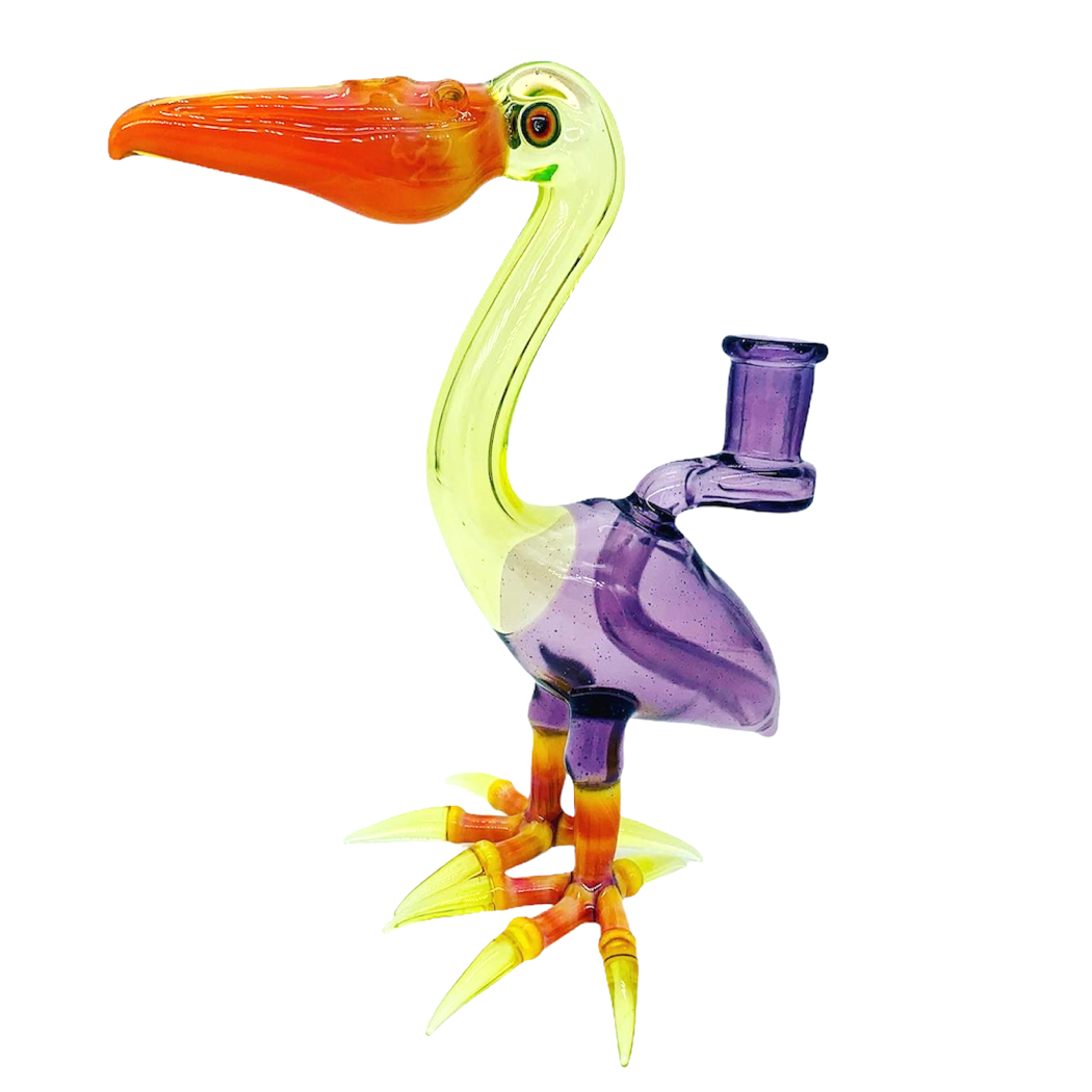 Burtoni Pelican