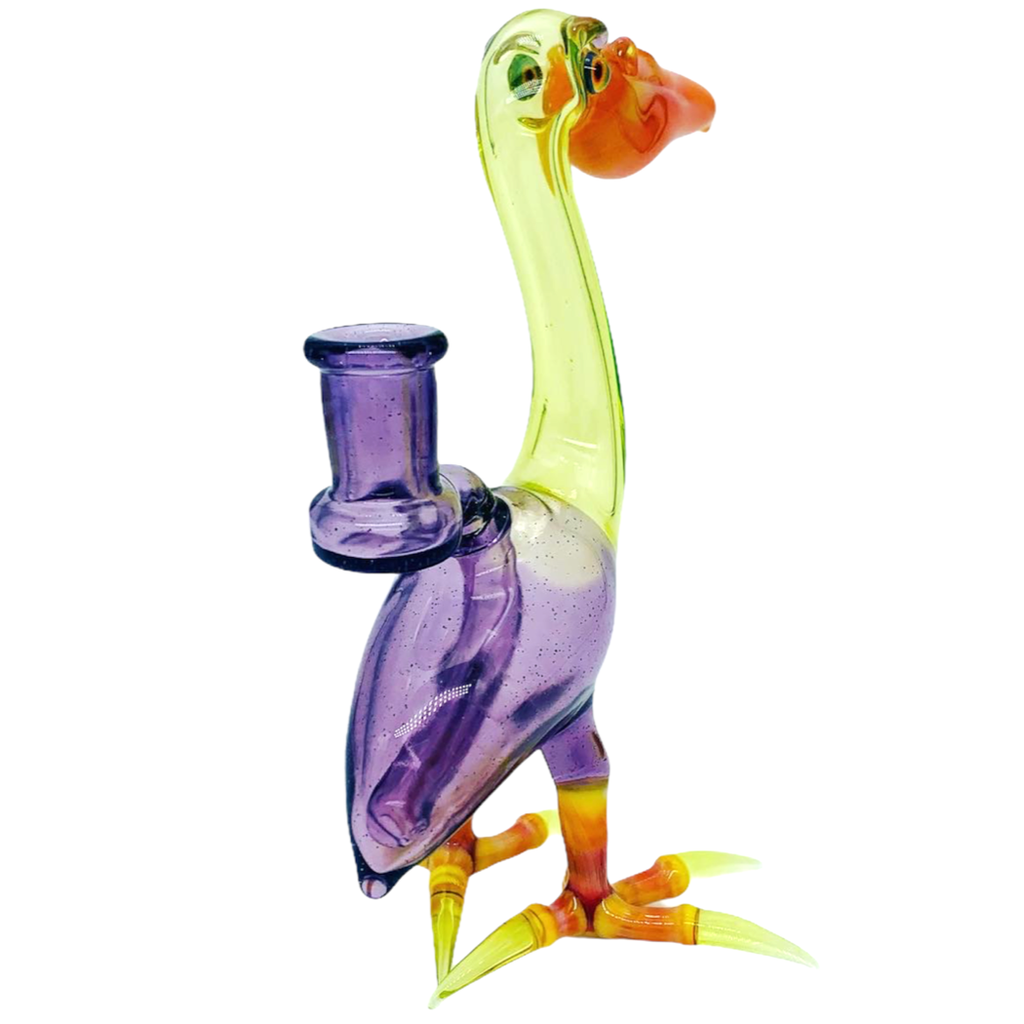 Burtoni Pelican