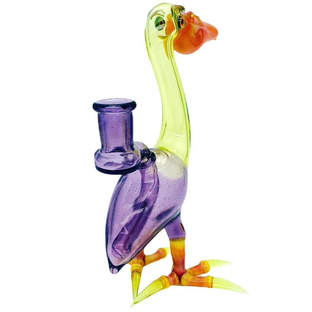 Burtoni Pelican