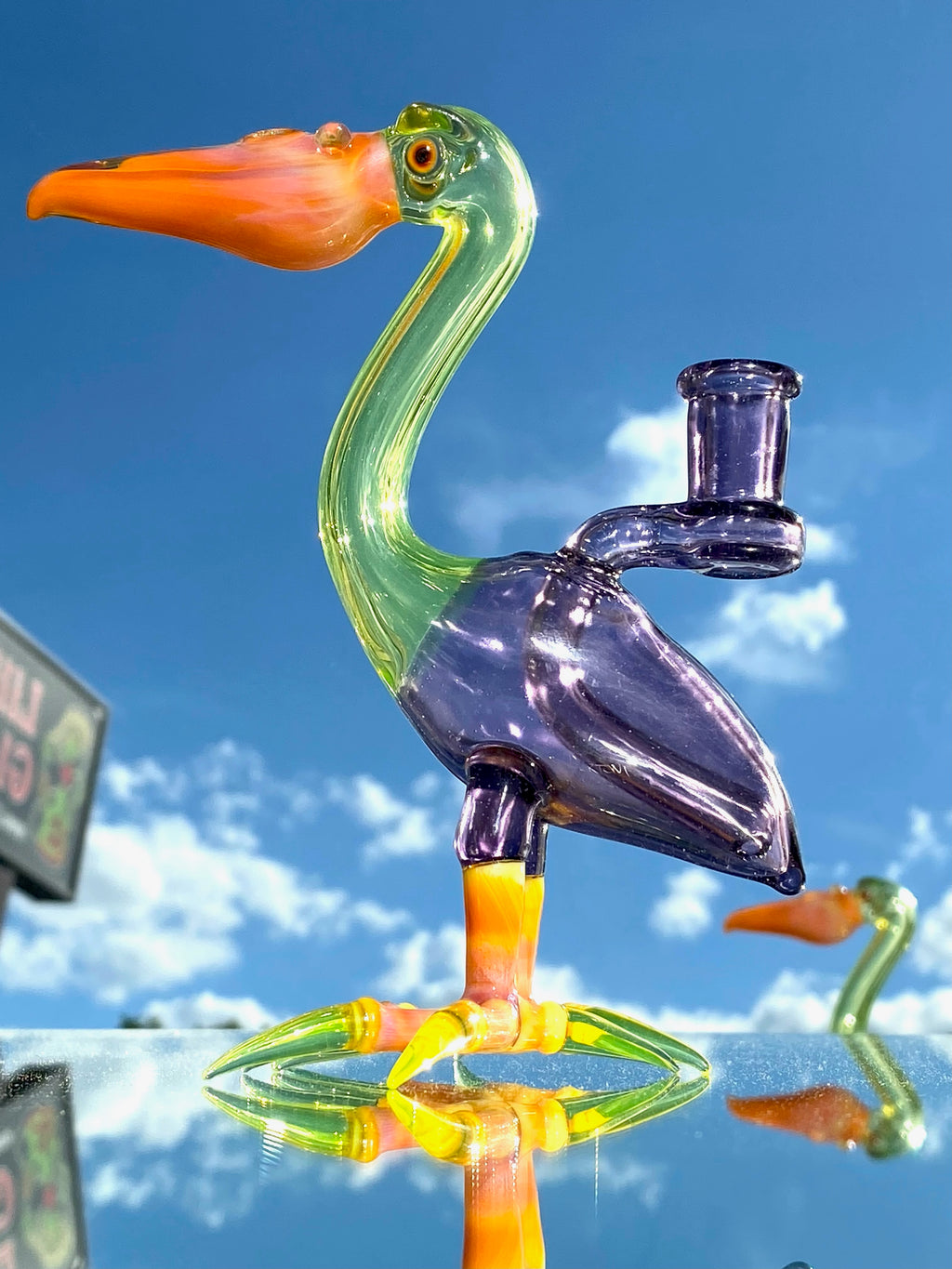 Burtoni Pelican